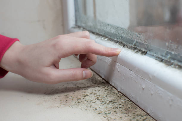 Best Real Estate Mold Inspection  in South Fallsburg, NY